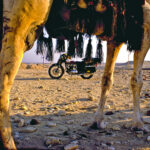 D6-Camels-copy